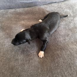 Black boy - Black male Borzoi puppy in Texas from Royal Chase Borzoi