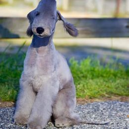 Bedlington Terrier and Great Dane Puppies from Cloud9 Bedlingtons and Argos Danes