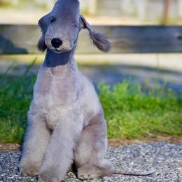 Bedlington Terrier and Great Dane Puppies from Cloud9 Bedlingtons and Argos Danes