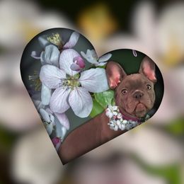 French Bulldog Puppies from Bully For You Kennels