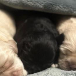 Girl 1 - Black and white female Cocker Spaniel puppy in Hayward, California from Villa Coco