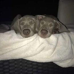 Weimaraner Puppies from Greyborn Weimaraners