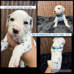 Light Blue Collar Female - White and black female Dalmatian puppy in Colome, South Dakota from KB Ridgebacks and Dals, LLC