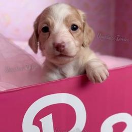 Ballerina Barbie - Cream female Dachshund puppy in Chandler, Arizona from Vonaducci Doxies, LLC.