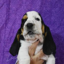 Girl 4 - Basset Hound puppy in Florida from Lomarol Hounds