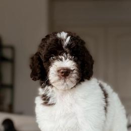 Gyoza - Brown and white male Bernedoodle puppy in Maricopa, Arizona from Desert Ridge Doodles