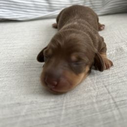 Girl 1 - Chocolate and tan female Dachshund puppy in Baldwin Park, California from 626 Dachshund