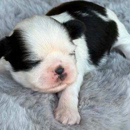 Boy 1 - Black and white male Shih Tzu puppy in Calimesa, California from Little Mountain’s Shih Tzus