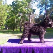 "Blue, my little love and cuddler. Will do anything for his handler." Pumi Puppies from Kismet Pumis
