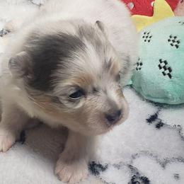 Angel - Blue merle female Pomeranian puppy in Weatherford, Texas from Jeweled Poms