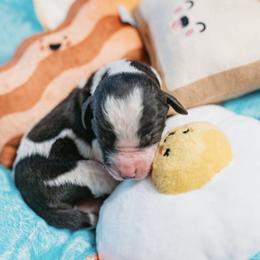 Cavapoo Puppies from Curly Q Cavapoos