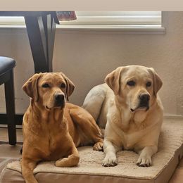 Wrenley - Labrador Retriever