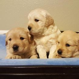 Dogue de Bordeaux and Golden Retriever Puppies from CLC Kennels