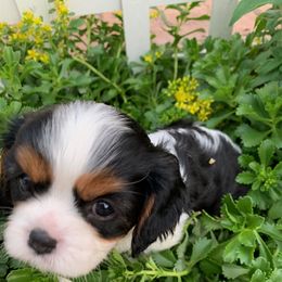 Cavalier King Charles Spaniel Puppies from Abbey Road Cavaliers