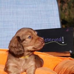 Millie - Chocolate female Dachshund puppy in Prospect, Oregon from Spunky Sausage Pups