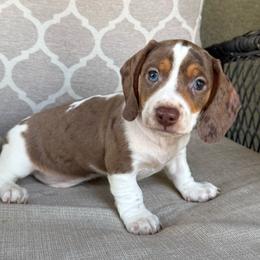 CKC Polo - Dapple male Dachshund puppy in Joshua Tree, California from Desert Dreams Ranch