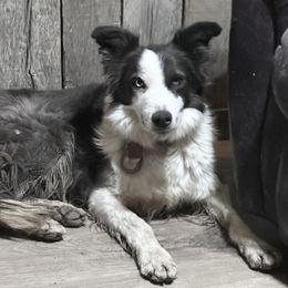 Emmie - Border Collie