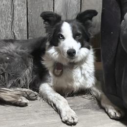 Emmie - Border Collie