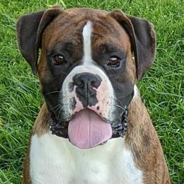 Dozer - Boxer