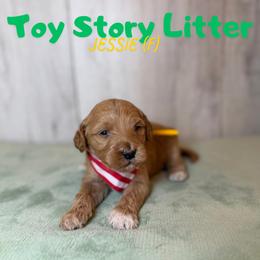 Jessie - Apricot female Goldendoodle puppy in Houston, Texas from Golden Life Doodles