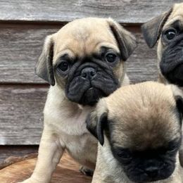 Pugs from Plum Creek Pugs