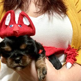 Cavalier King Charles Spaniel Puppies from Colorful Cavaliers