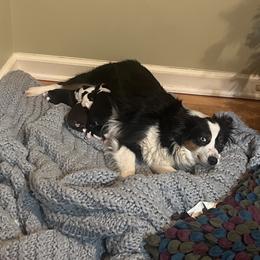 Toy Australian Shepherd puppies from Tiny Toy Aussies