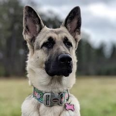 Basset Hound and Vostochino Evropeiskaya Ovcharka All Grown Up from Thystrup Vostochno Evropeiskaya Ovcharka