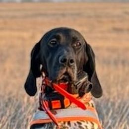 Charlie - German Shorthaired Pointer