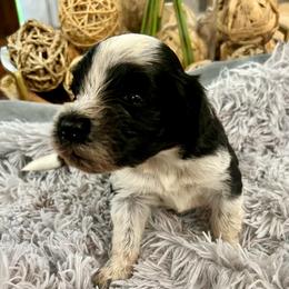 Molly - Black and white female Portuguese Water Dog puppy in Allen, Texas from Pawsitively Portuguese