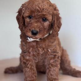 Bella (White collar girl) - Red  female Goldendoodle puppy in Skamokawa, Washington from East Valley Pups