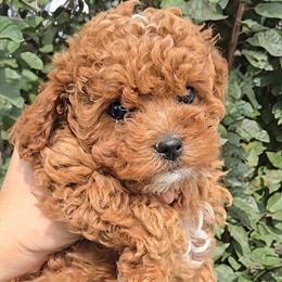 Sarah - Red female Cavapoo puppy in Blackfoot, Idaho from Rocky Desert Goldens and Cavaliers