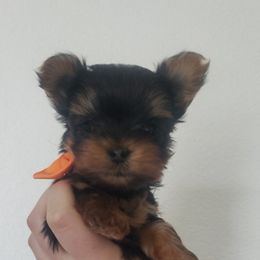 Yorkshire Terrier Puppies from Pretty Li'l Yorkies