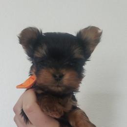 Yorkshire Terrier Puppies from Pretty Li'l Yorkies
