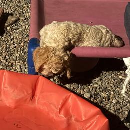 Placido Domingo Della Fino - Orange male Lagotto Romagnolo puppy in Santa Fe, New Mexico from Fino Lagotto