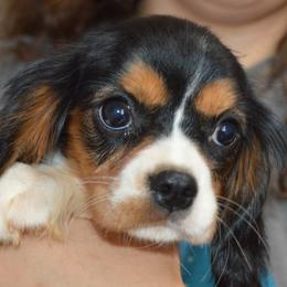 Claire - Tri-color female Cavalier King Charles Spaniel puppy in Bowman, Georgia from Mid Lake Cavaliers