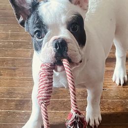 French Bulldogs from Evan Congleton's French Bulldogs