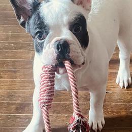 French Bulldogs from Evan Congleton's French Bulldogs