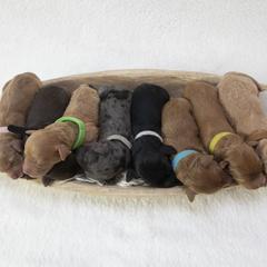 Bernedoodles, Goldendoodles, and Golden Mountain Doodles from Gold Diamond Pup