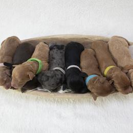 Bernedoodles, Goldendoodles, and Golden Mountain Doodles from Gold Diamond Pup