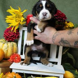 Phillip: Army Green Boy - Black, white and red male Greater Swiss Mountain Dog puppy in Rexburg, Idaho from Silver String Swissies