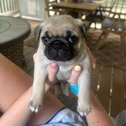 Jasper - Fawn male Pug puppy in Charlotte, North Carolina from Pugs & Loves