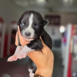 Winslow - Tri-color female Pomsky puppy in Mc Callsburg, Iowa from SZ Rolling Acres LLC