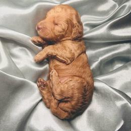Baby Orange - Apricot male Goldendoodle puppy in Orlando, Florida from Walk by Faith Doodles