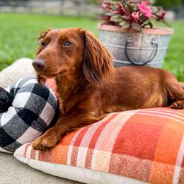 Autumn - Dachshund