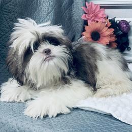 SB Neko - Liver and white male Shih Tzu puppy in Elgin, South Carolina from Silver Bells Paw Prints