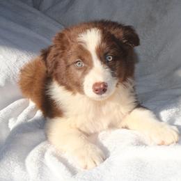 Wren - White and red male Border Collie puppy in Cedartown, Georgia from Ferguson Border Collies