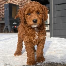 Almond - Red  female Goldendoodle puppy in De Pere, Wisconsin from Kinzor Kennels