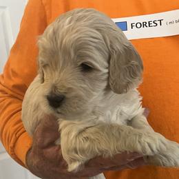 Forest - Cream male Goldendoodle puppy in Buford, Georgia from Guppy Puppies