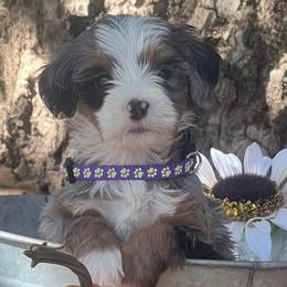 Arrow - Blue merle female Bernedoodle puppy in San Juan Capistrano, California from Country Hills Doodles